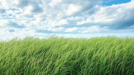 A serene field of tall, green grass swaying gently in the breeze under a soft blue sky, evoking feelings of peace and nature.