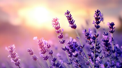 Obraz premium Lavender flowers on sunset background. Beautiful blooming lavender field with generative ai