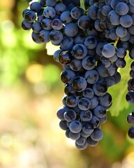 grappe de raisin rouge