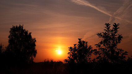 Obraz premium Morning sun and leaf trees silhouettes.