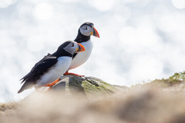 Puffin couple on a rock