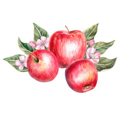 Composition of three apples with flowers and leaves in isolated watercolor illustration. Composition for organic product design, posters, fabric printing, packaging, autumn harvest illustration