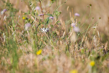 Papillon dans un champ
