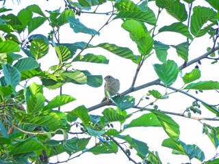 sparrow passeridae bird photo on tree branch