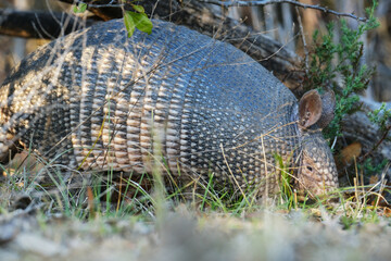 Nine-banded armadillo in Texas natural habitat, wildlife in nature close up.