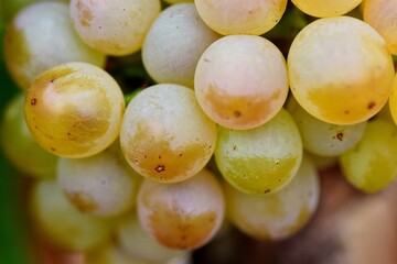 Gros plan sur une grappe de raisin blanc