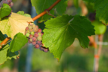 ripening bunch of grapes in the vineyard close-up