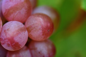 Gros plan sur un grain de raisin rose