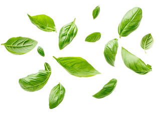 basil leaves flying on white background isolated PNG