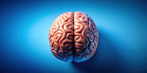 of the human brain showing logical and creative hemispheres on a blue background, logic, creativity, brain