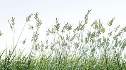 Green Grass Blades with White Background Illustration