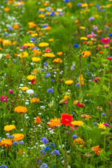 Variety of bee-friendly colourful wild flowers including cornflowers, poppies, daisies and marigold, growing at Wisley garden, Surrey, UK. 