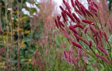 Pink drought resistant Sanguisorba flowers at Wisley garden, Surrey UK. The extensive flower beds have mainly perennial plants growing in them.
