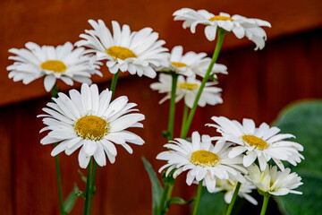 White daisies against a brown background