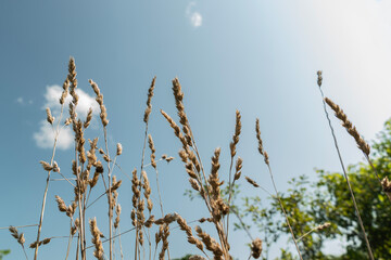 Spikelets against a blue sky