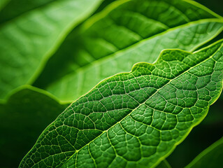 Obraz premium Outstanding Closeup shot of a green leaf against the sun