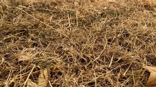 Background of dry grass in a field in nature. Dry grass illuminated by morning sun rays