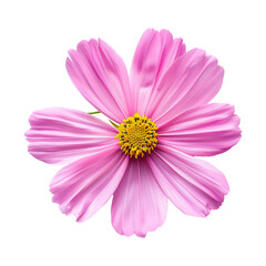 Pink cosmos flower isolated on transparent background