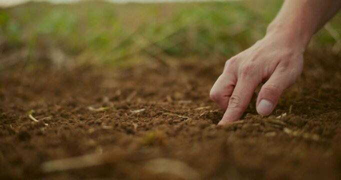 Gardener's Hand Plants Bean Seed in Soil