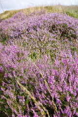 Fototapeta premium A field of vibrant purple heather in full bloom under a bright sky.