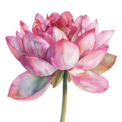 Obraz premium watercolor painting of lotus flower isolated on transparent background