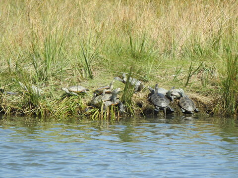 A group of diamondback terrapin turtles basking in the sun, along the wetland shores of the Edwin B. Forsythe National Wildlife Refuge, Galloway, New Jersey.