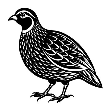 black and white quail standing clip art preview