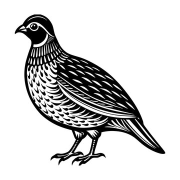 black and white quail bird standing clip art preview