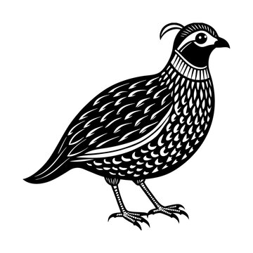 black and white quail bird standing clip art preview