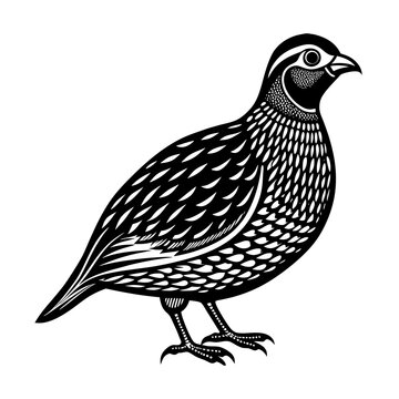 black and white quail standing clip art preview