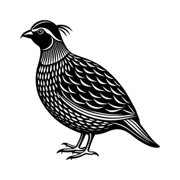 recommend clip art: A quail silhouette vector illustration