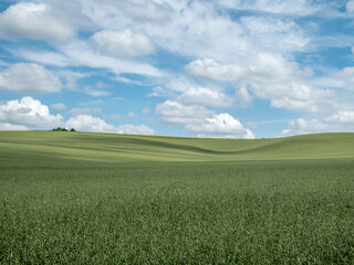 blue sky with fluffy white clouds above a field of green crops 
