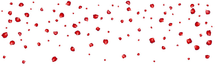 Flying red petals transparent background. Beautiful floral overlay with lots of rose petals.