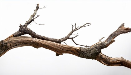 Dry branch of a tree isolated on transparent background
