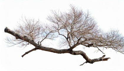 Obraz premium Dry branch of a tree isolated on transparent background 