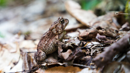 American toad perched on some leaves