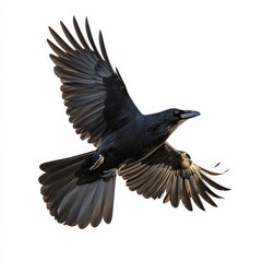 Fototapeta premium A black crow is flying in the air with its wings spread wide
