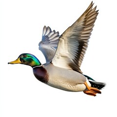 Obraz premium A duck is flying in the air with its wings spread out