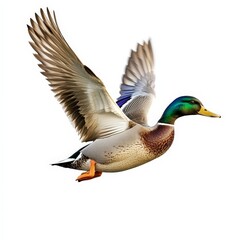 Obraz premium A duck is flying in the air with its wings spread out