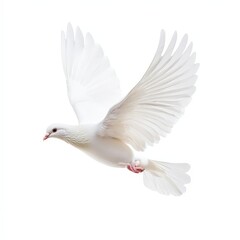 Fototapeta premium A white bird with red beak flying in the air