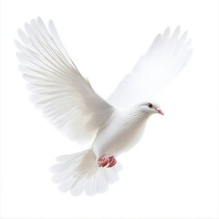 Fototapeta premium A white bird with red feet is flying in the air