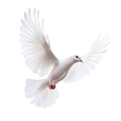 Fototapeta premium A white dove is flying in the sky