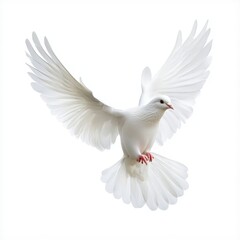 Fototapeta premium A white dove is flying in the air