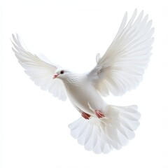 Obraz premium A white dove is flying in the air