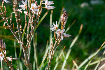 Close-up of flowering plants with white and pink blooms. A bee pollinates one flower, with a blurred background, highlighting the foreground