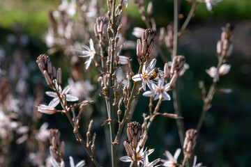 Close-up of flowering plants with white and pink blooms. A bee pollinates one flower, with a...