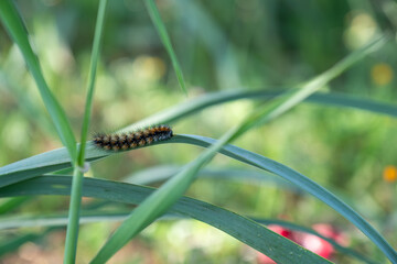 A caterpillar crawling on a green leaf in a garden setting, highlighted against the lush foliage, preparing for its next stage in the life cycle