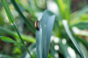 A caterpillar making its way across a green blade of grass, captured in a close-up, emphasizing its connection to the natural environment