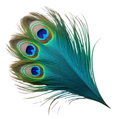 Obraz premium peacock feather isolated on transparent background cutout