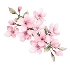 pink cherry blossom watercolor isolated on transparent background cutout